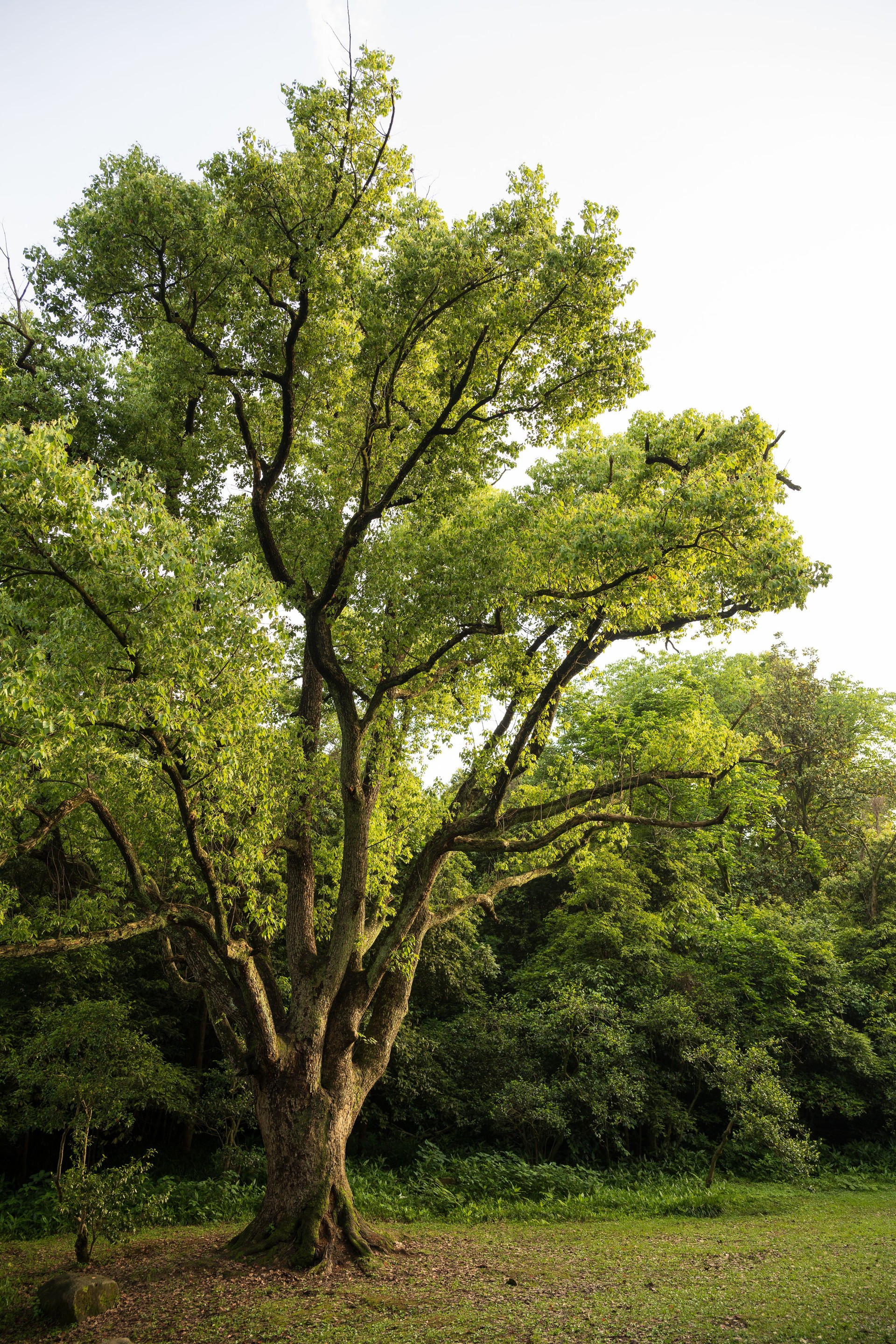 Big Tree in the garden